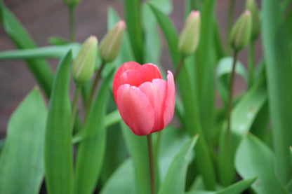 Tulipa 'Pink impression'