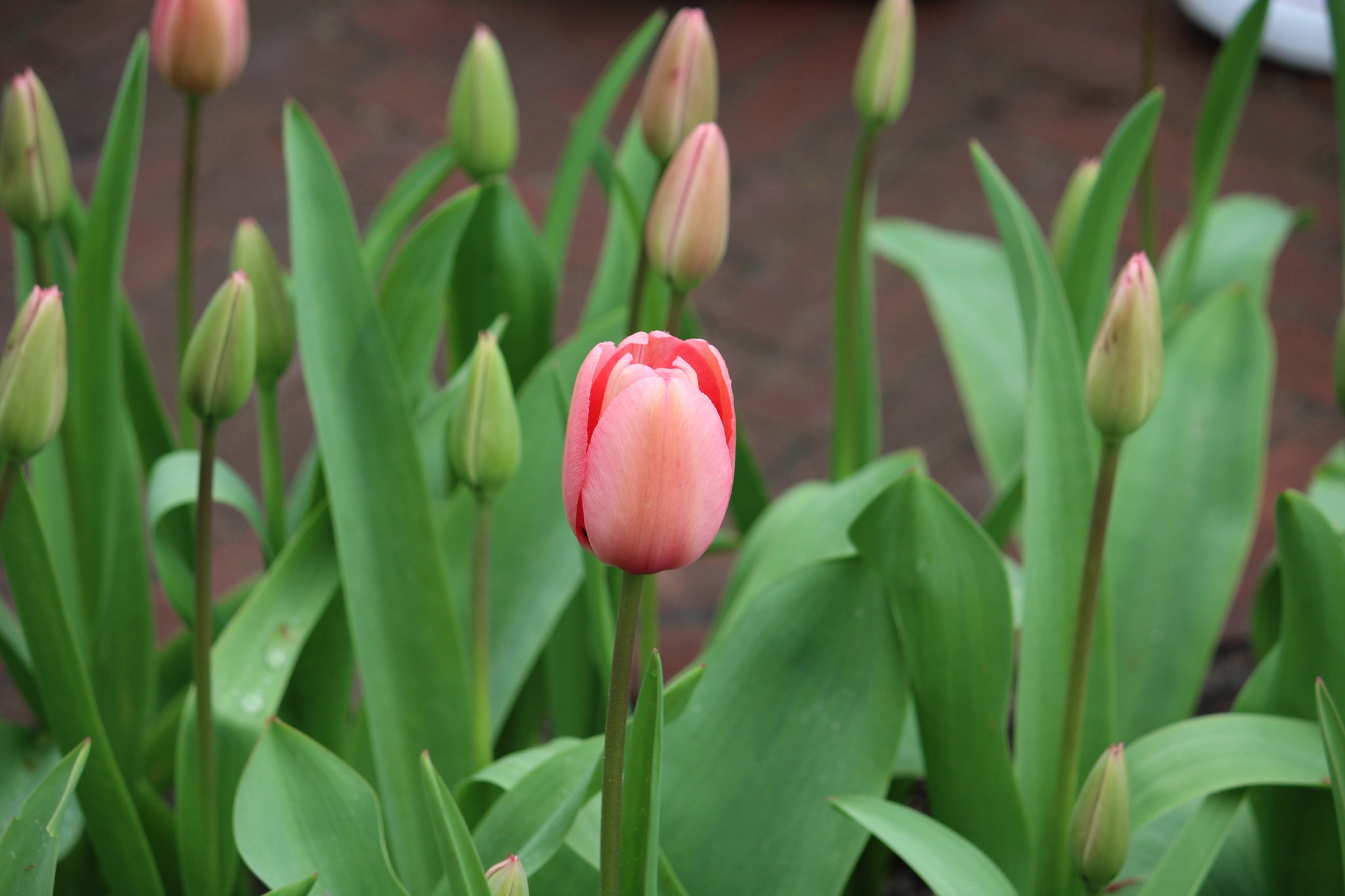 Tulipa 'Pink impression'