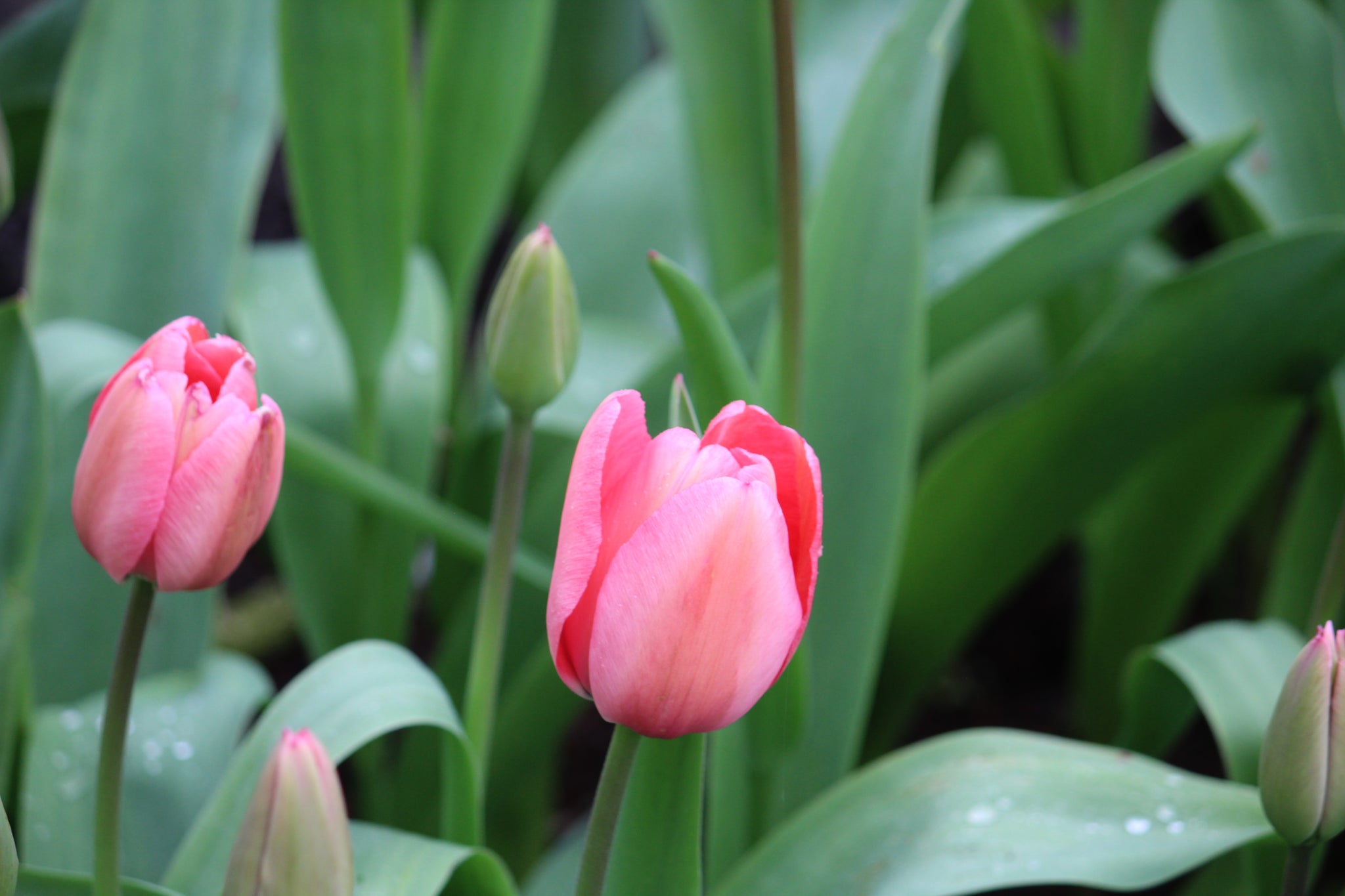 Tulipa 'Pink impression'