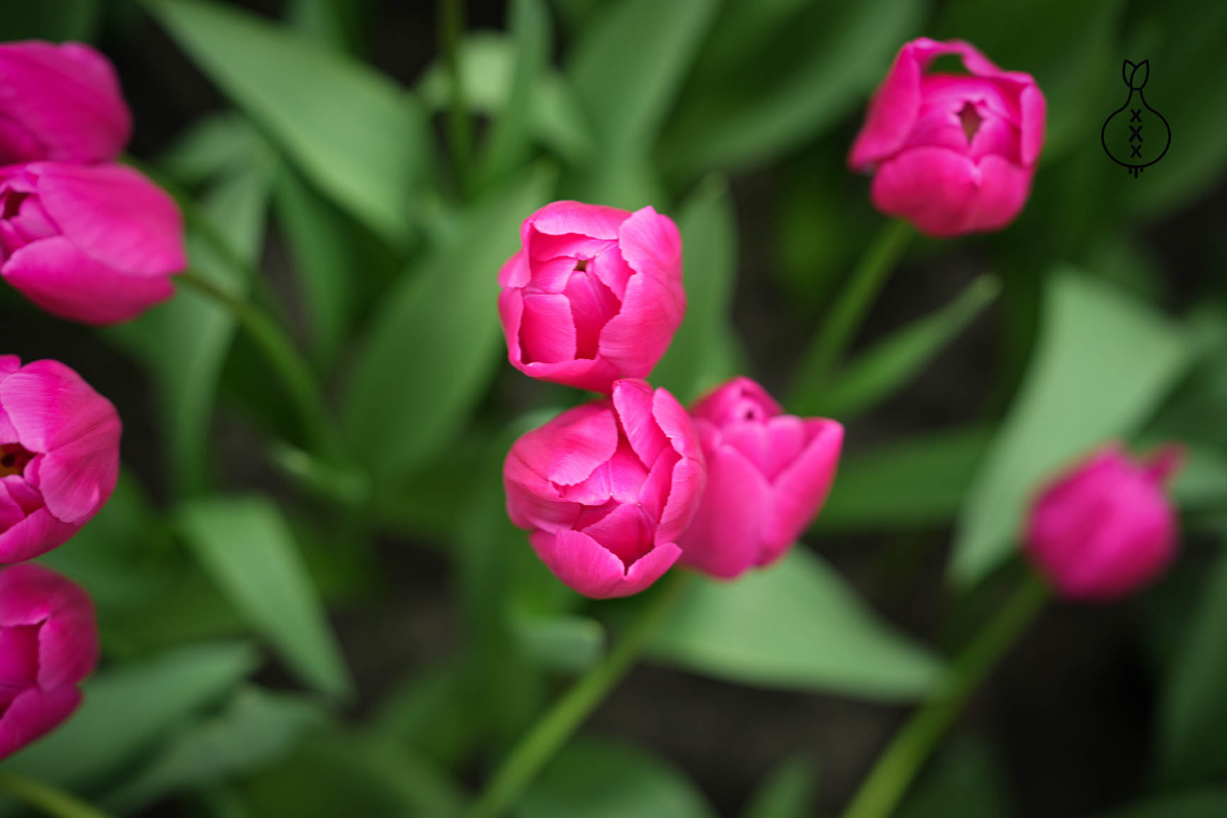 Tulipa 'Pink Ardour'