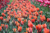Tulipa 'Prinses Irene'