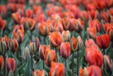 Tulipa 'Prinses Irene'