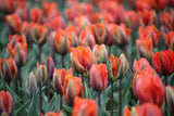 Tulipa 'Prinses Irene'