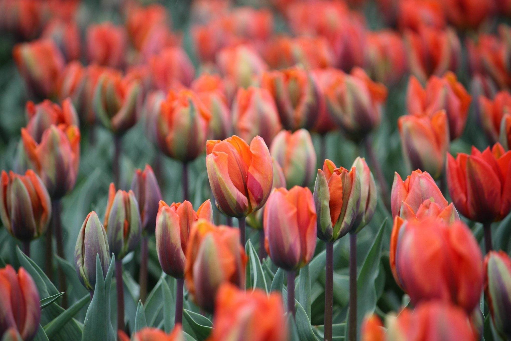 Tulipa 'Prinses Irene'