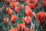 Tulipa 'Prinses Irene'