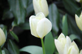 Tulipa 'Purissima'
