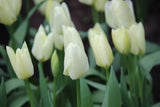 Tulipa 'Purissima'