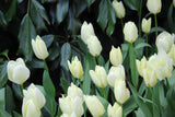 Tulipa 'Purissima'