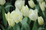 Tulipa 'Purissima'