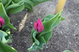 Tulipa 'Purple Prince'
