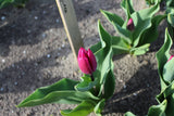 Tulipa 'Purple Prince'
