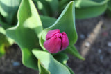 Tulipa 'Purple Prince'