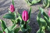 Tulipa 'Purple Prince'