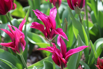 Tulipa 'Purple Doll'