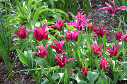 Tulipa 'Purple Doll'