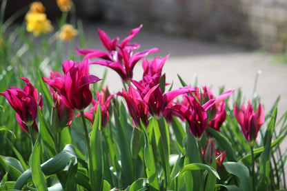 Tulipa 'Purple Doll'