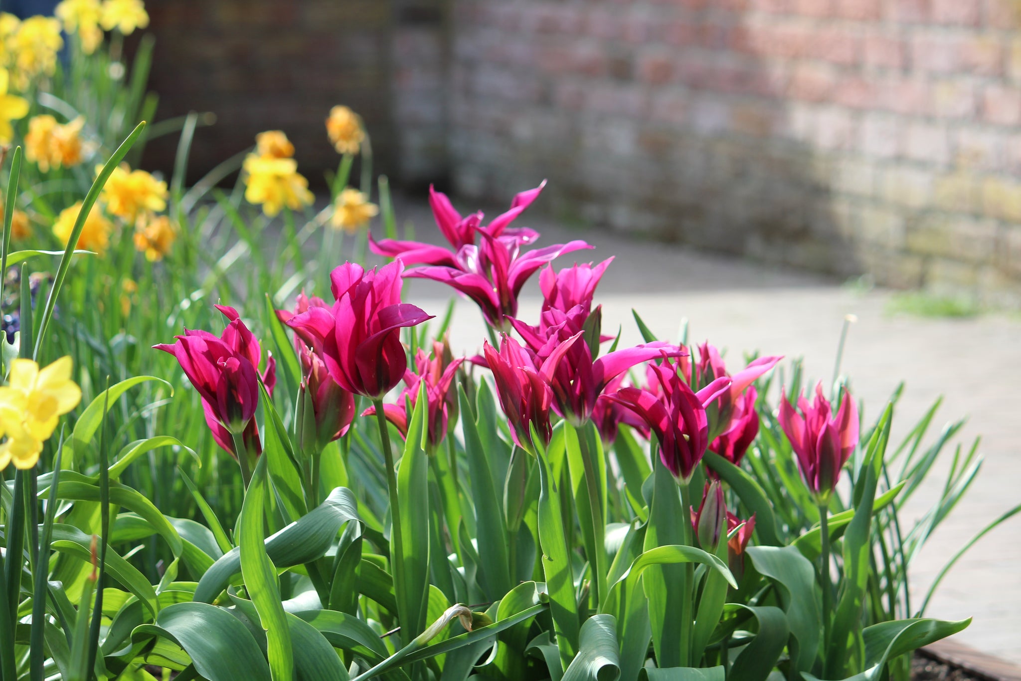 Tulipa 'Purple Doll'