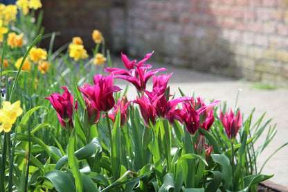 Tulipa 'Purple Doll'