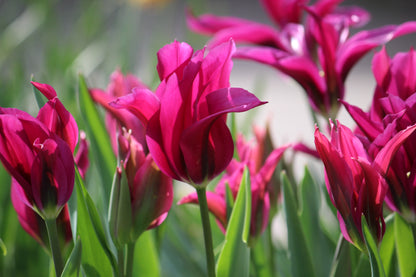 Tulipa 'Purple Doll'