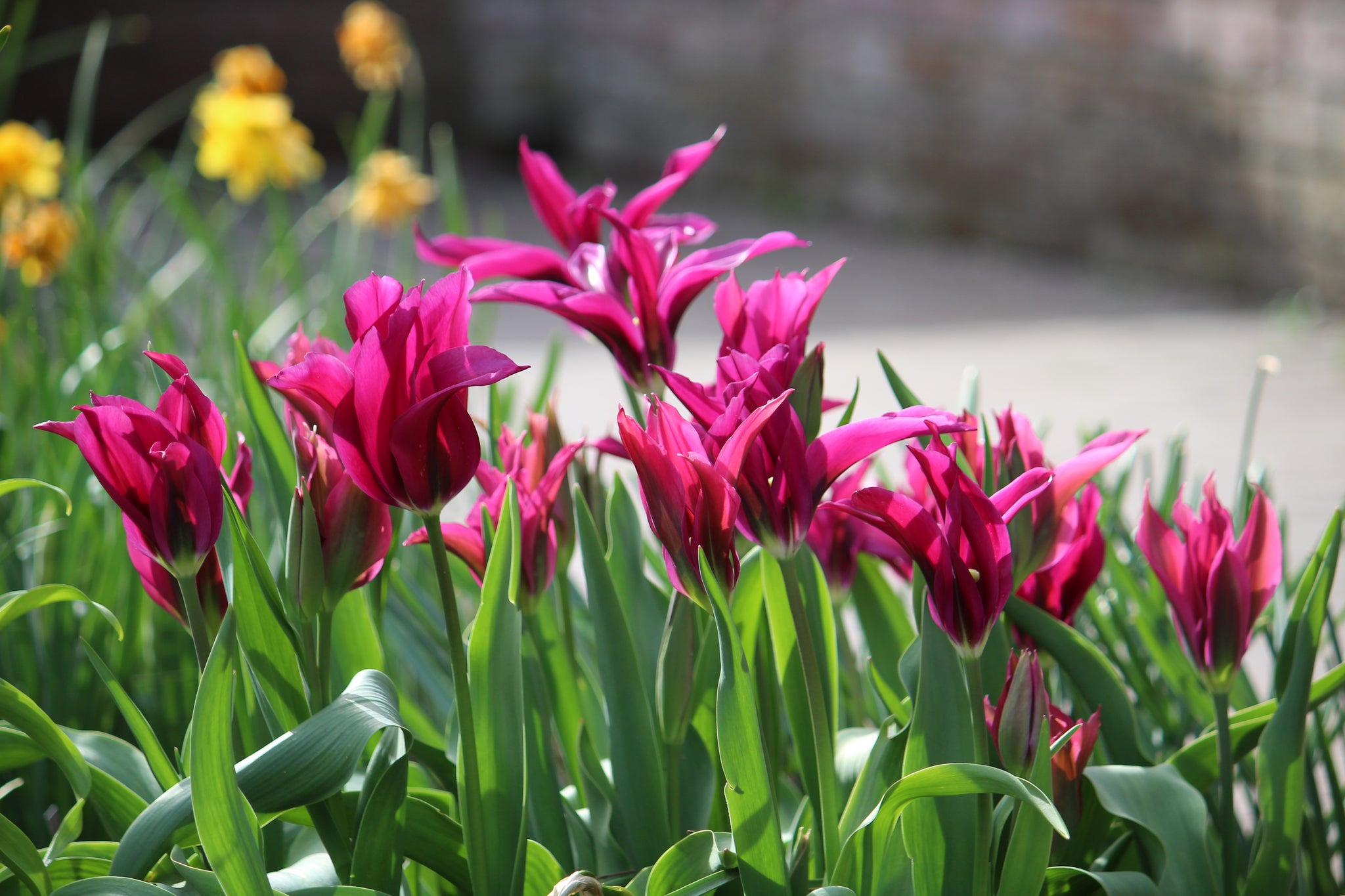 Tulipa 'Purple Doll'