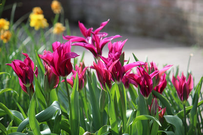 Tulipa 'Purple Doll'