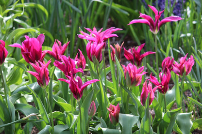 Tulipa 'Purple Doll'