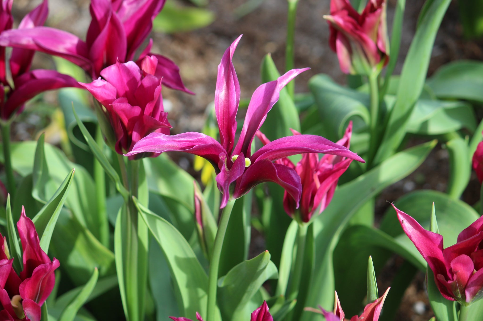 Tulipa 'Purple Doll'