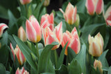 Tulipa 'Quebec'