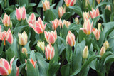 Tulipa 'Quebec'