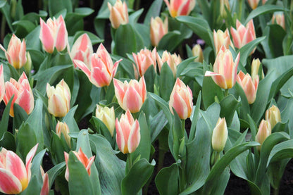 Tulipa 'Quebec'