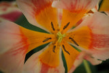 Tulipa 'Quebec'