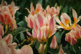 Tulipa 'Quebec'
