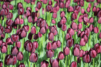 Tulipa 'Queen of Night'