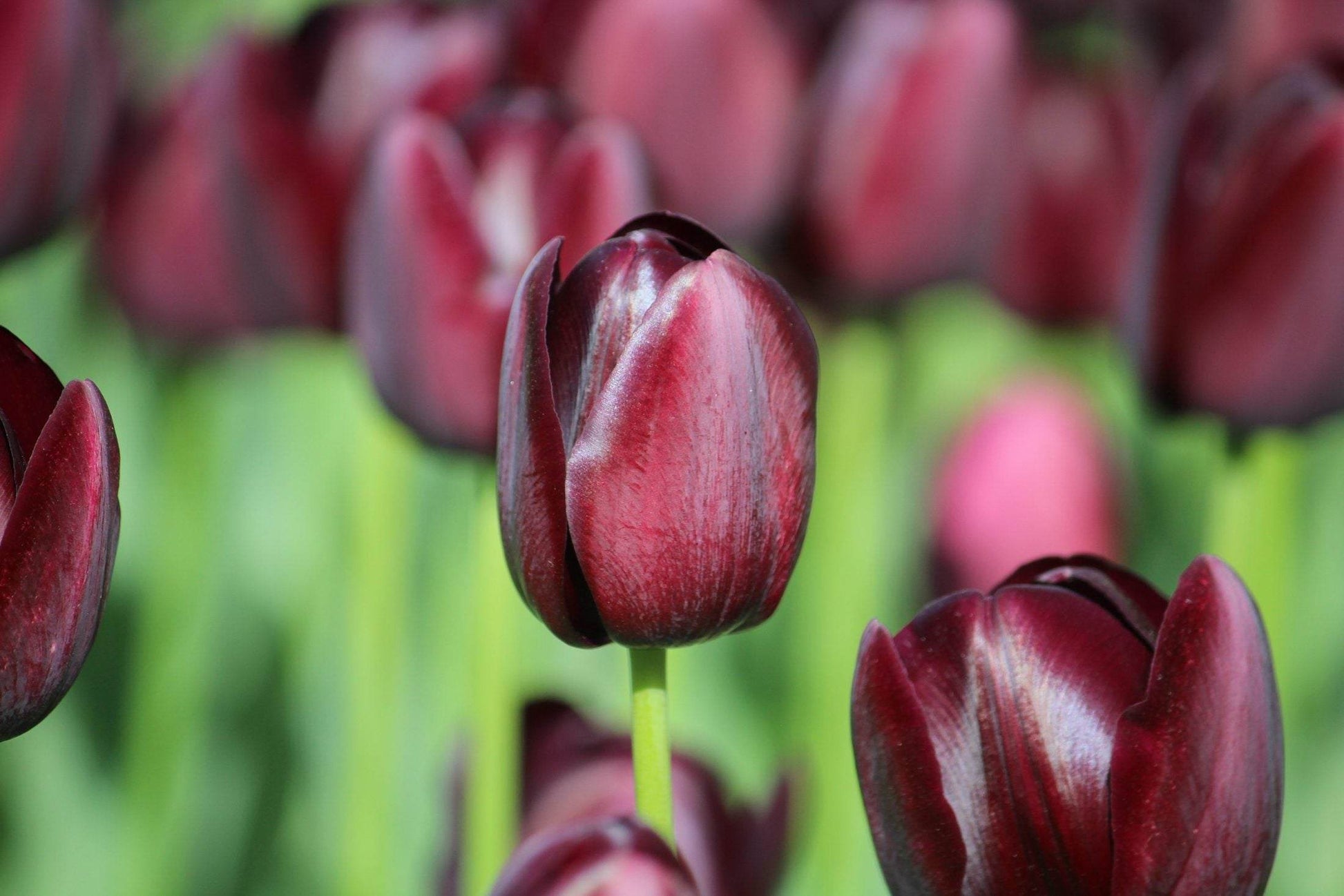 Tulipa 'Queen of Night'