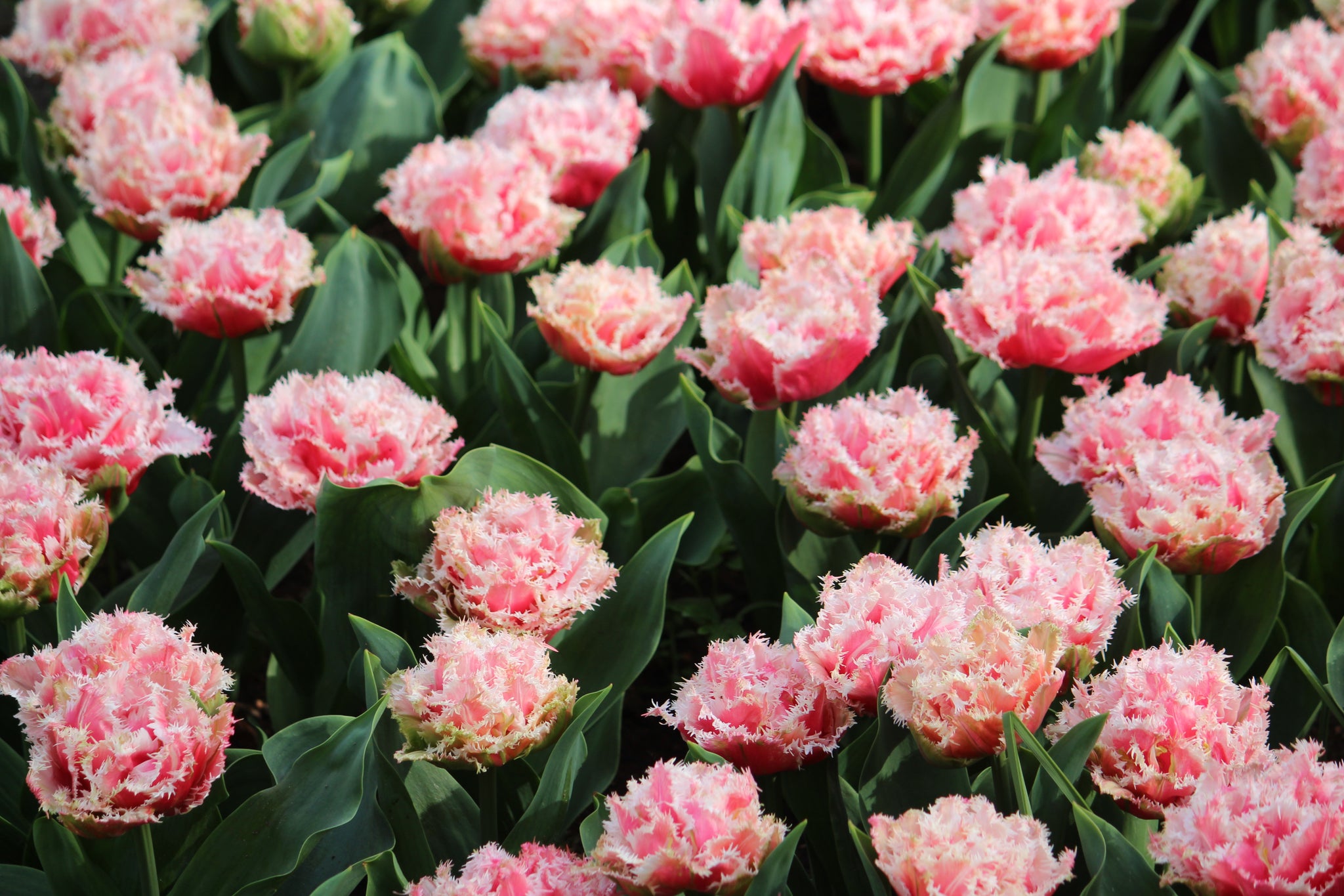 Tulipa 'Queensland'