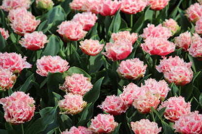 Tulipa 'Queensland'
