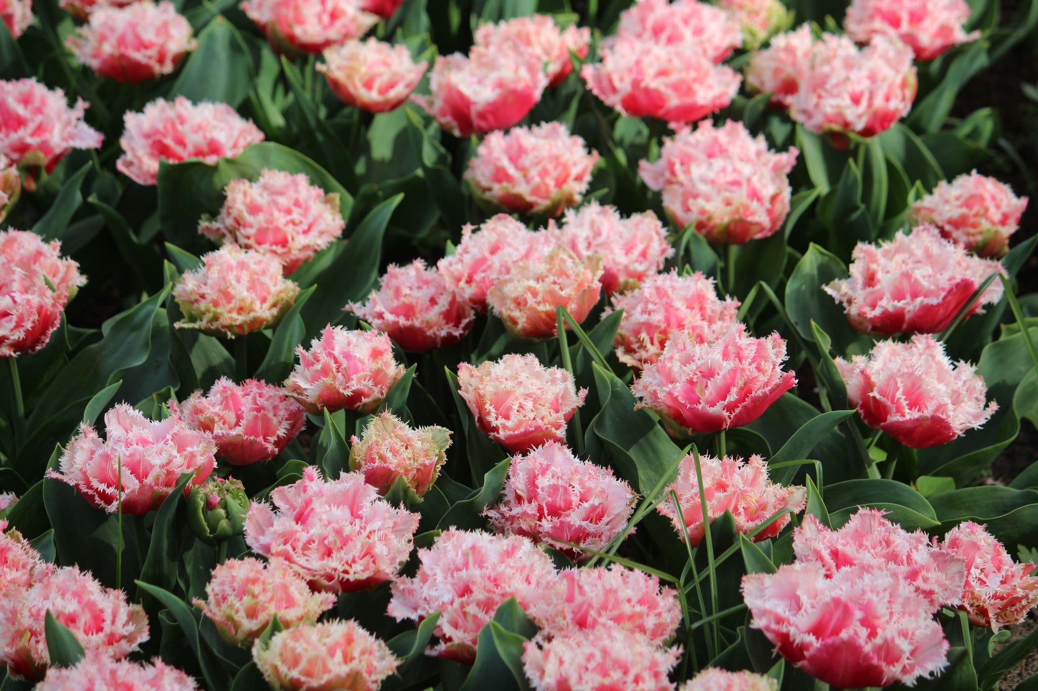 Tulipa 'Queensland'