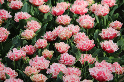 Tulipa 'Queensland'