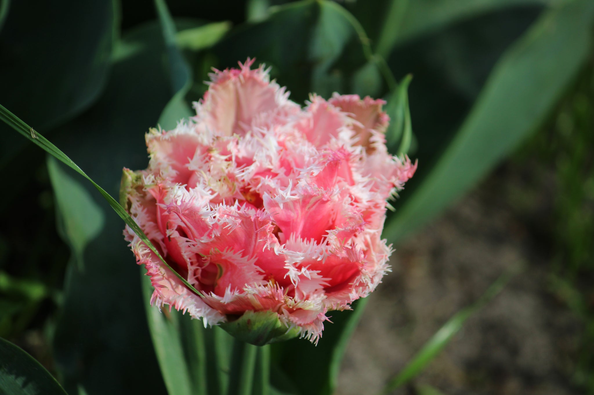 Tulipa 'Queensland'