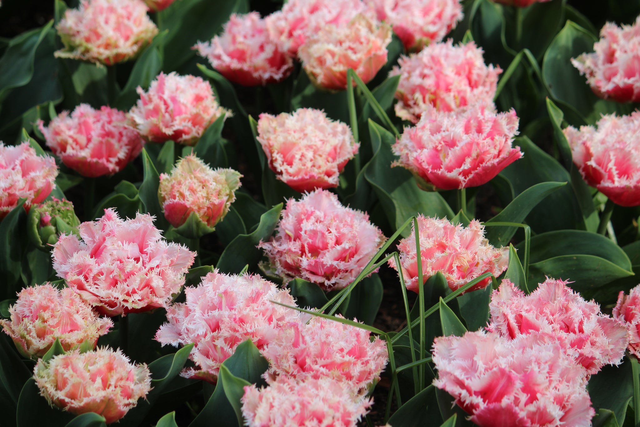 Tulipa 'Queensland'