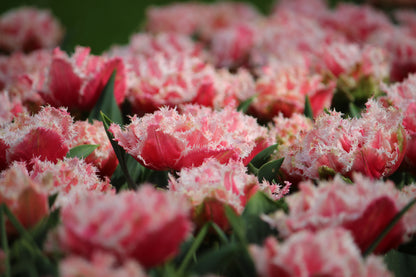 Tulipa 'Queensland'