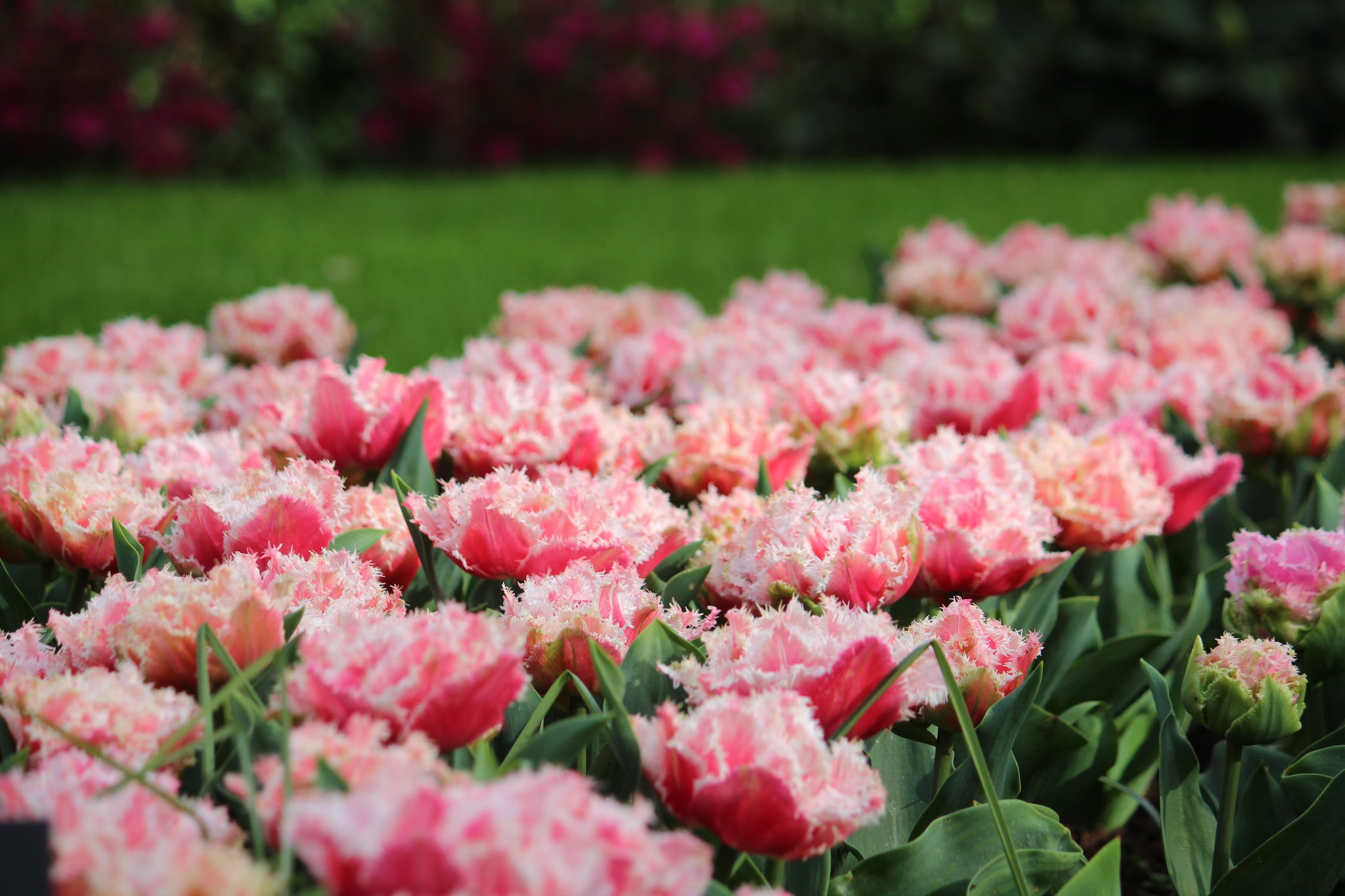 Tulipa 'Queensland'