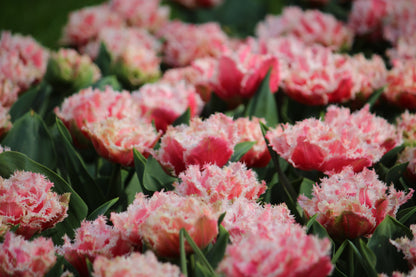 Tulipa 'Queensland'