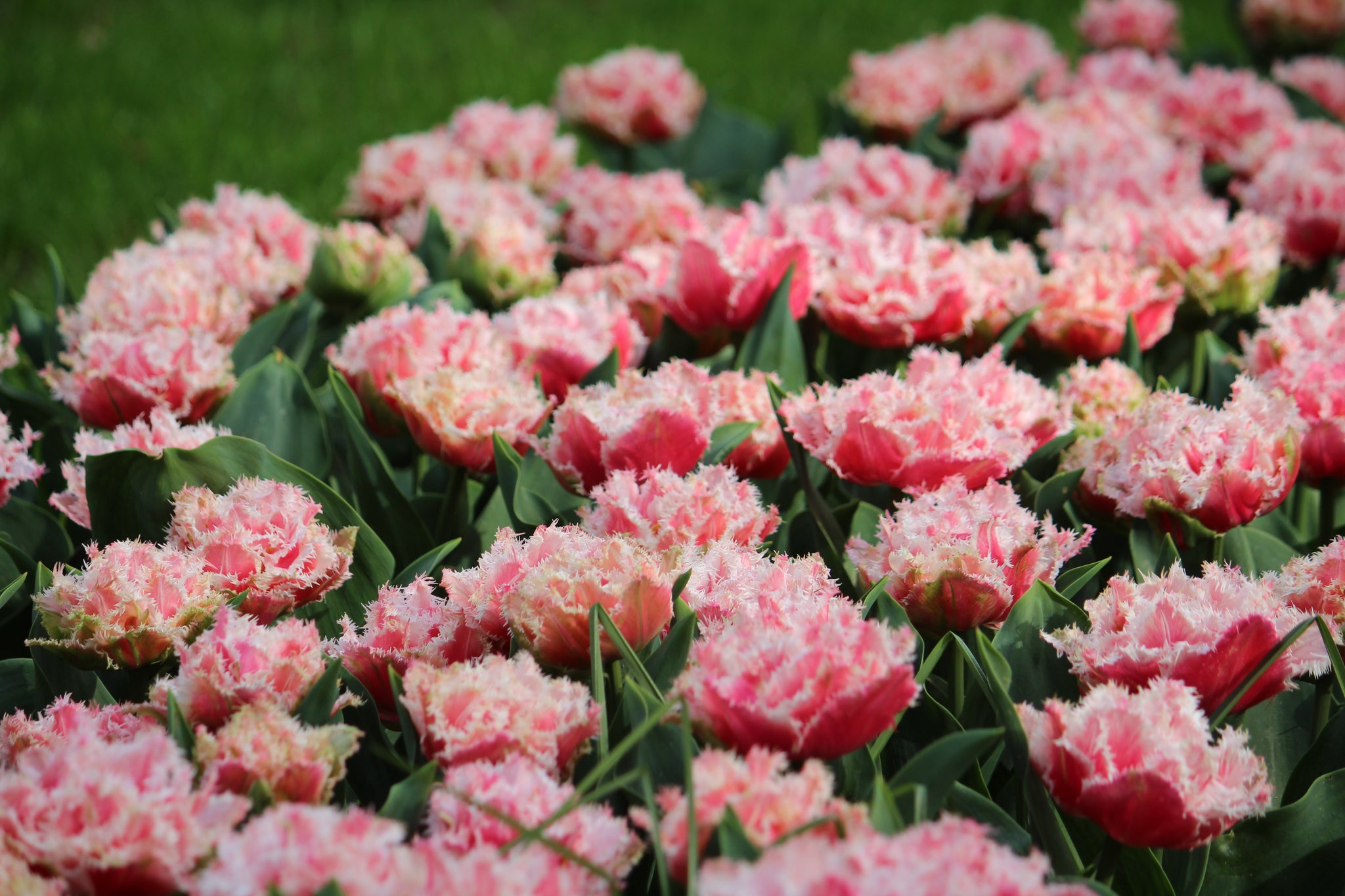 Tulipa 'Queensland'