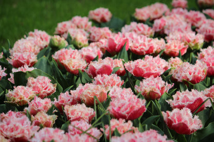 Tulipa 'Queensland'