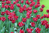 Tulipa 'Red Dress'