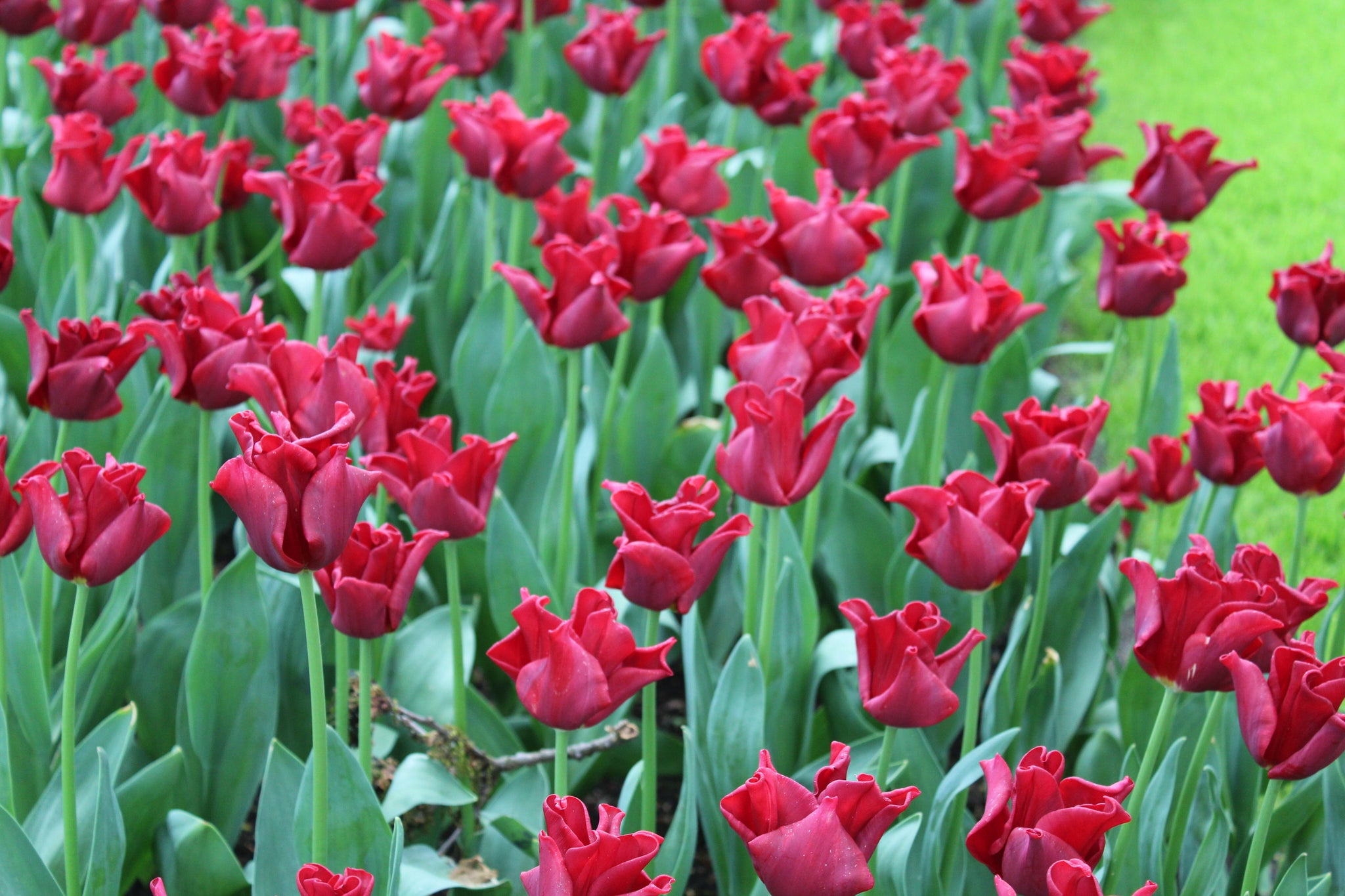 Tulipa 'Red Dress'
