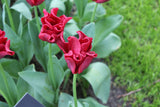 Tulipa 'Red Dress'