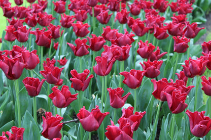 Tulipa 'Red Dress'