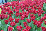 Tulipa 'Red Dress'
